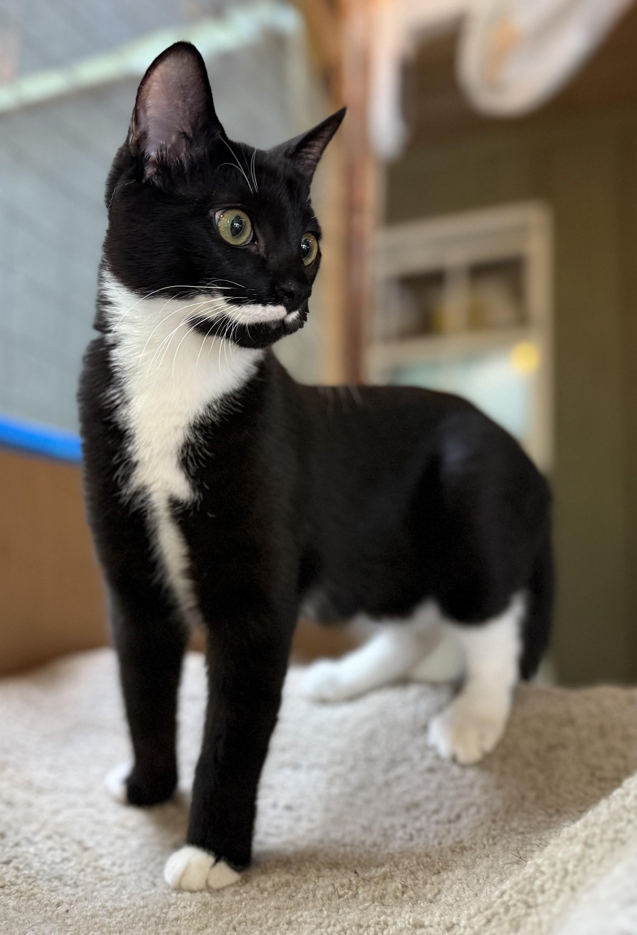 AYDEN, an adopted Domestic Short Hair in Spotsylvania, VA image 3/3