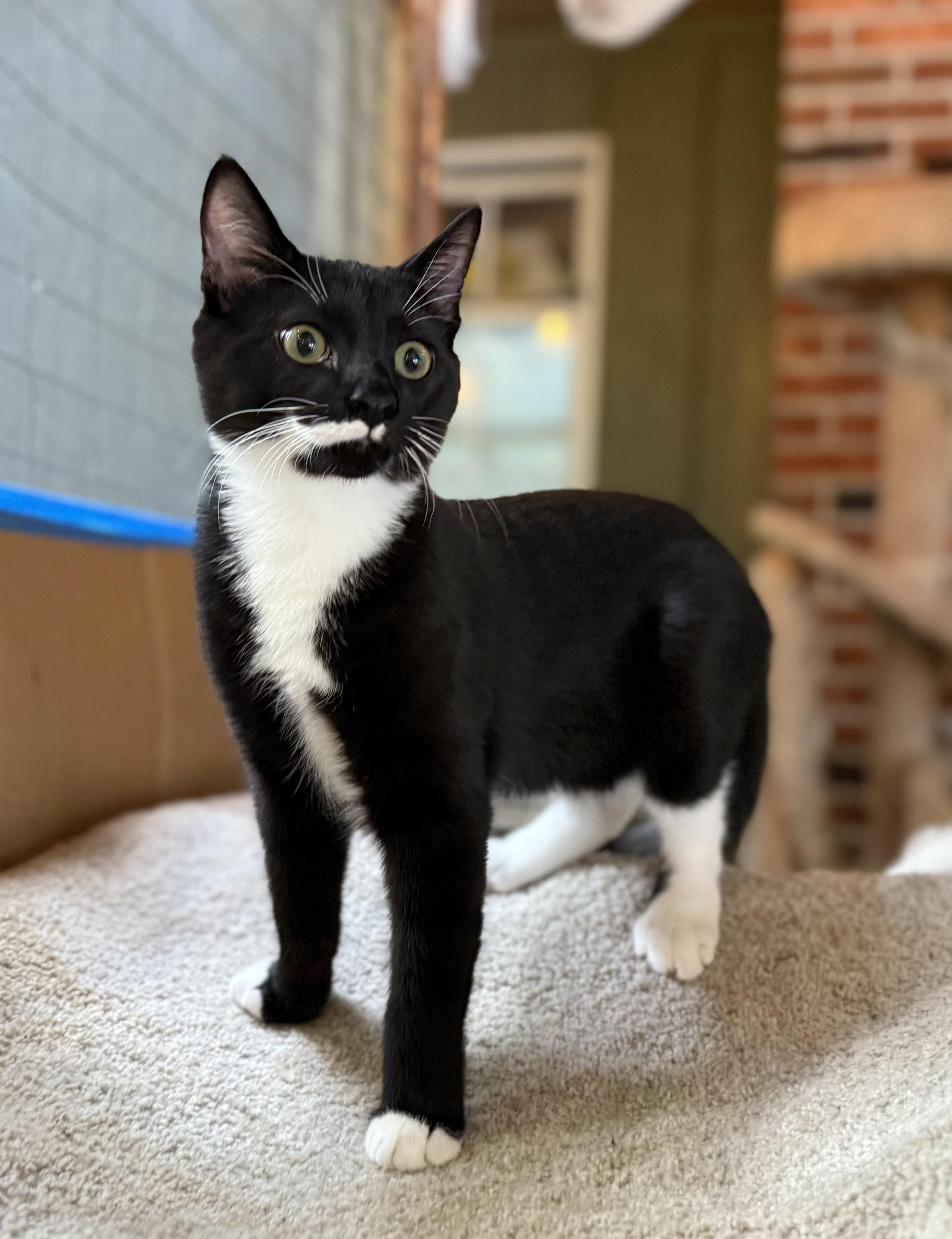 AYDEN, adopted, Young Male Domestic Short Hair.