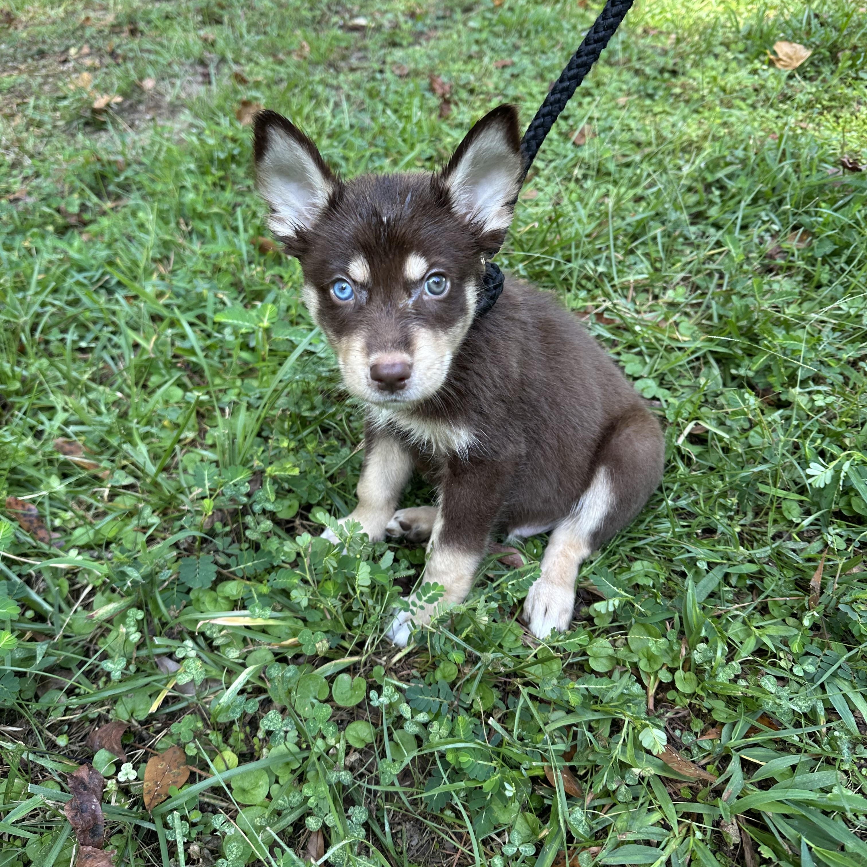 Apollo