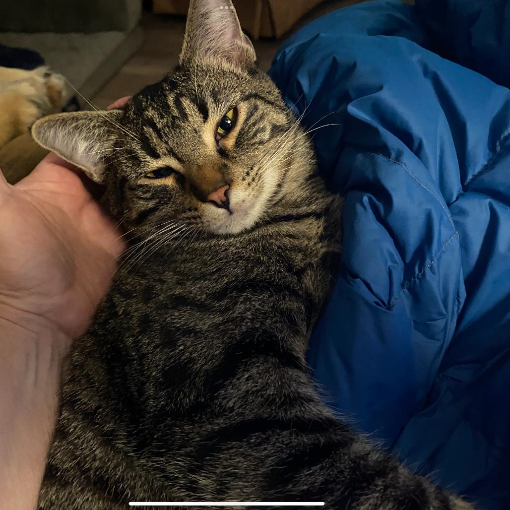 Enlarge Fuzz, a Adoptable Domestic Short Hair in Ashland, OR image 2/2