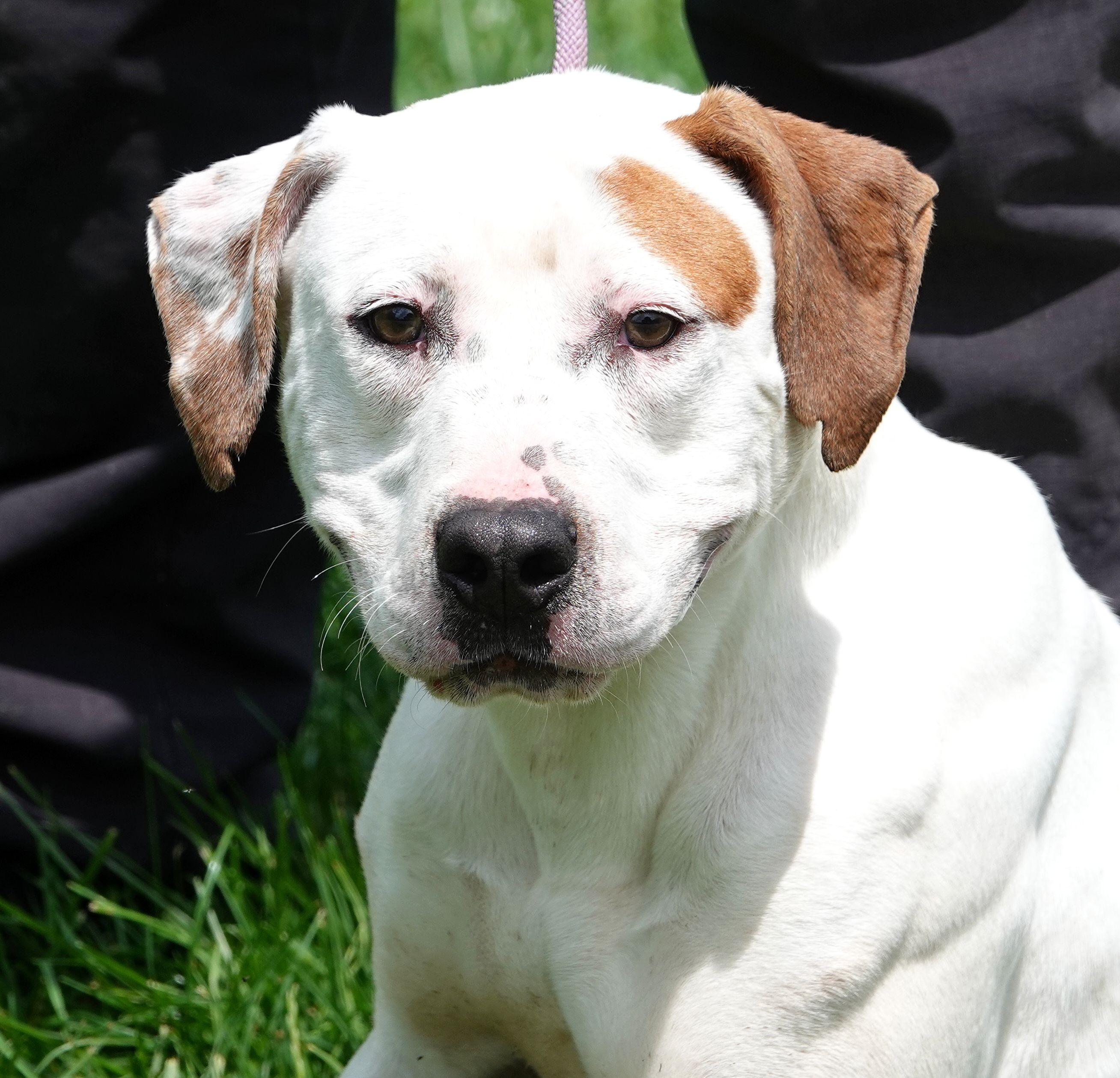 Martin, a ADOPTABLE mixed breed in Millfield, OH image 1/3