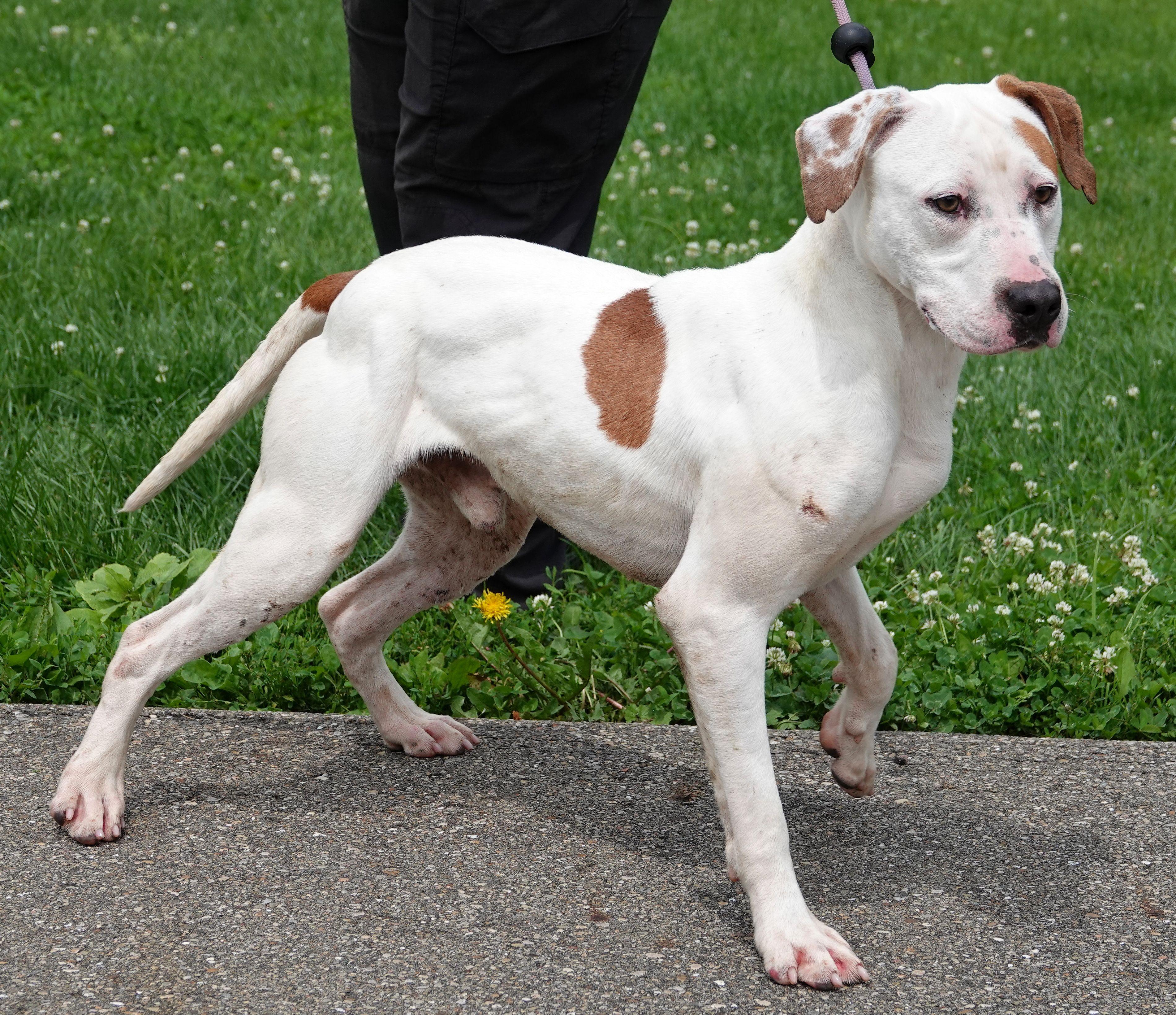 Martin, a ADOPTABLE mixed breed in Millfield, OH image 2/3