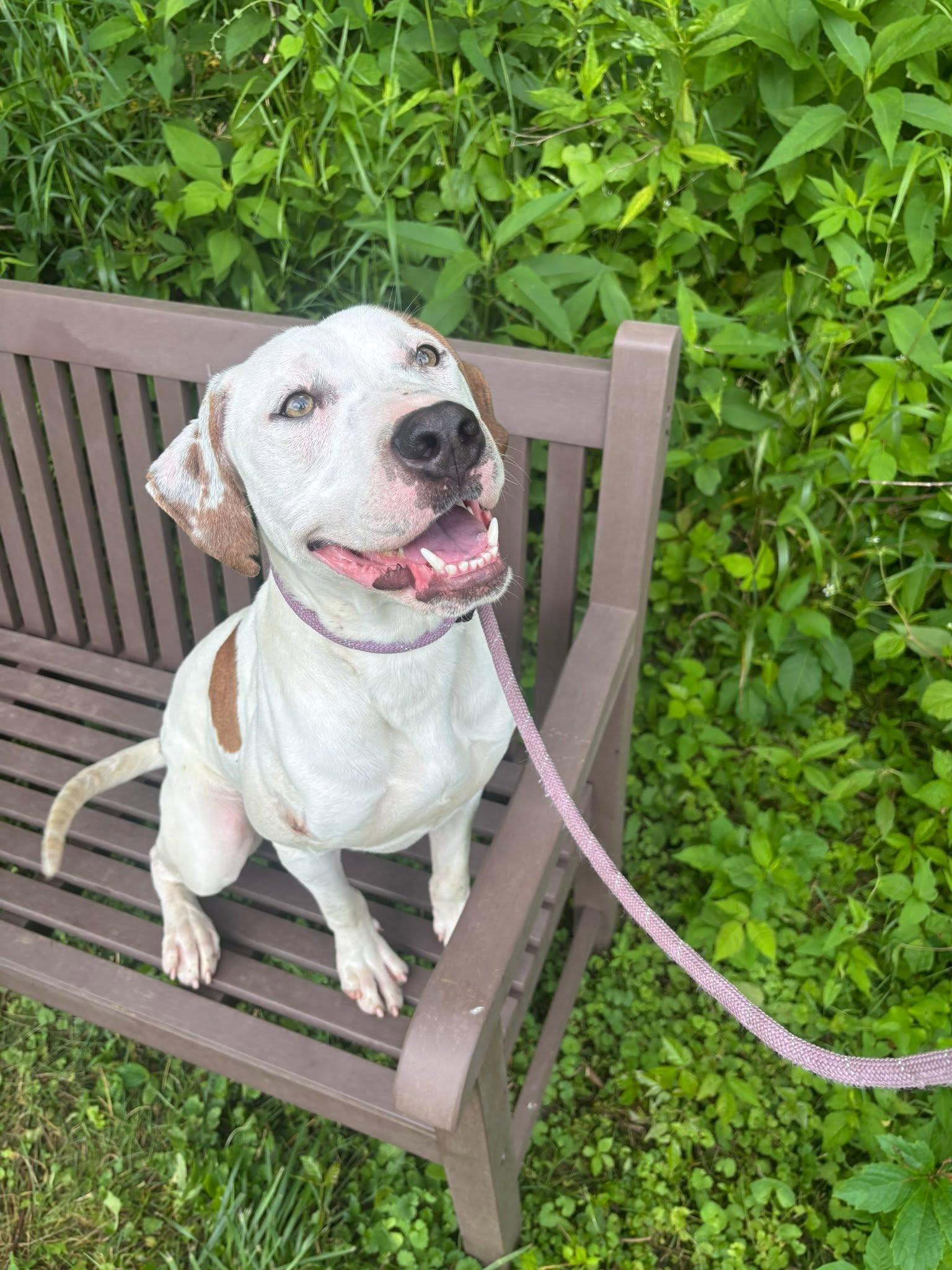 Martin - REDUCED ADOPTION FEE, a ADOPTABLE mixed breed in Millfield, OH image 4/4