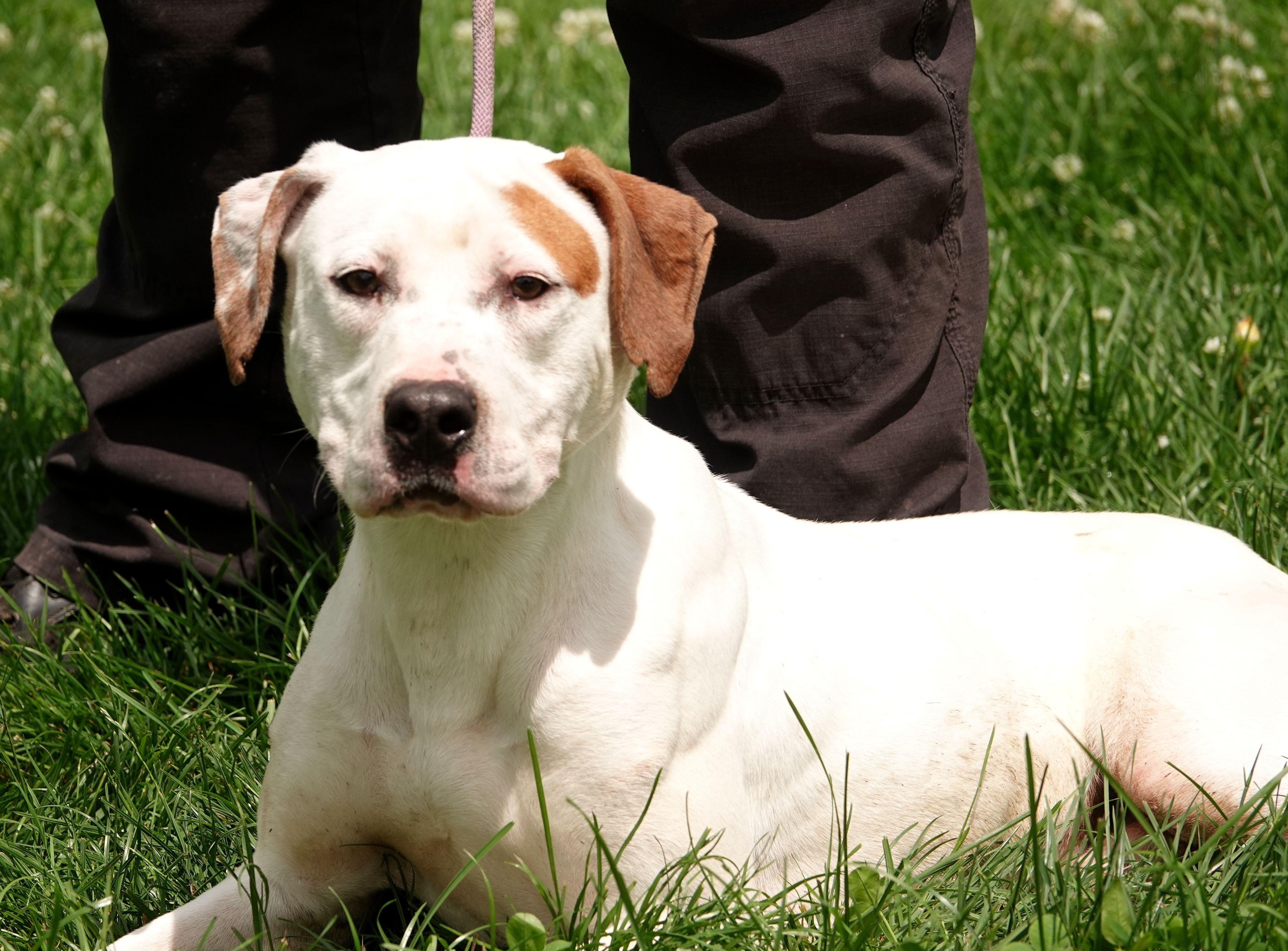 Martin, a ADOPTABLE mixed breed in Millfield, OH image 3/3