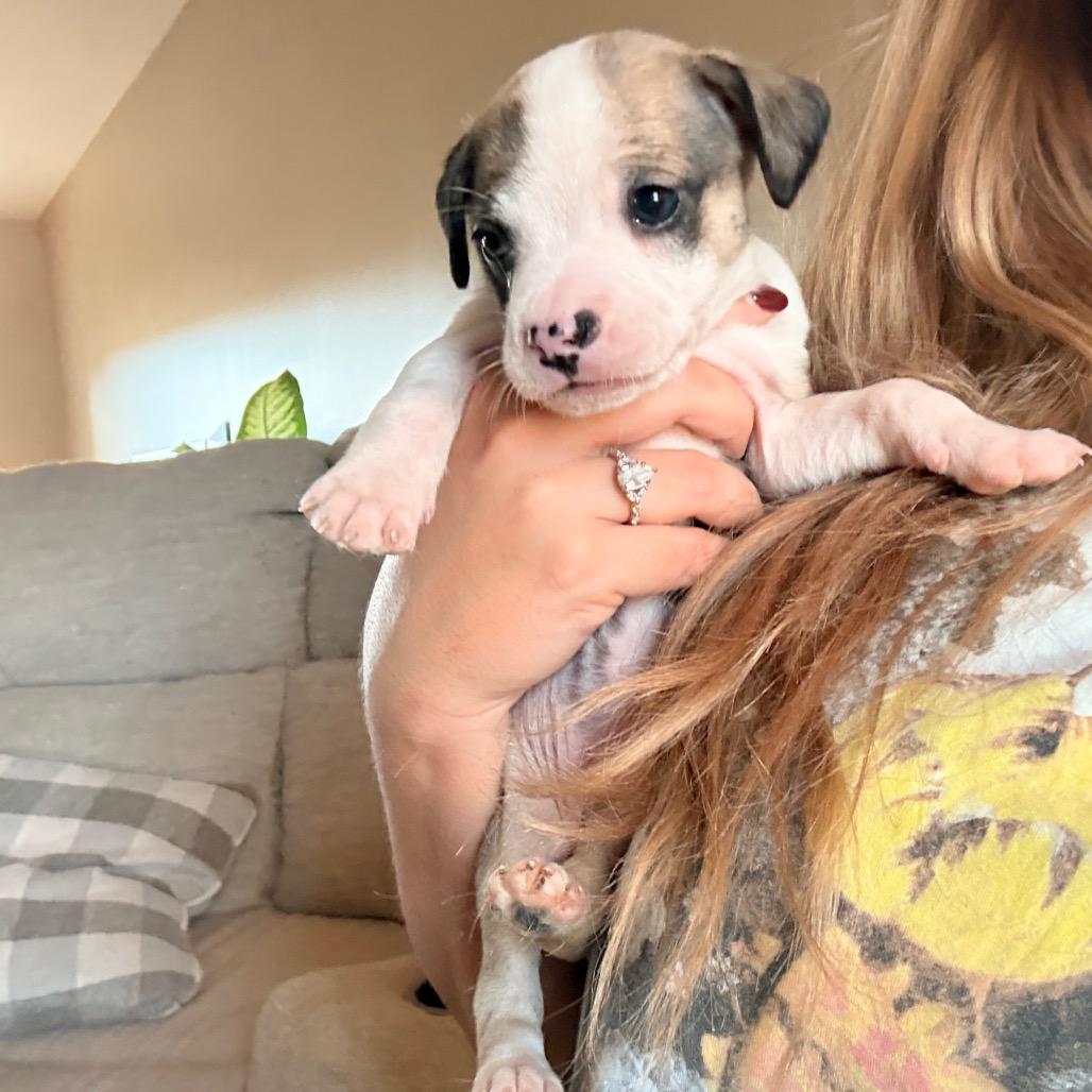 Enlarge S'mores (Sweet Treats Litter), a Adoptable Mixed Breed in Festus, MO image 1/6