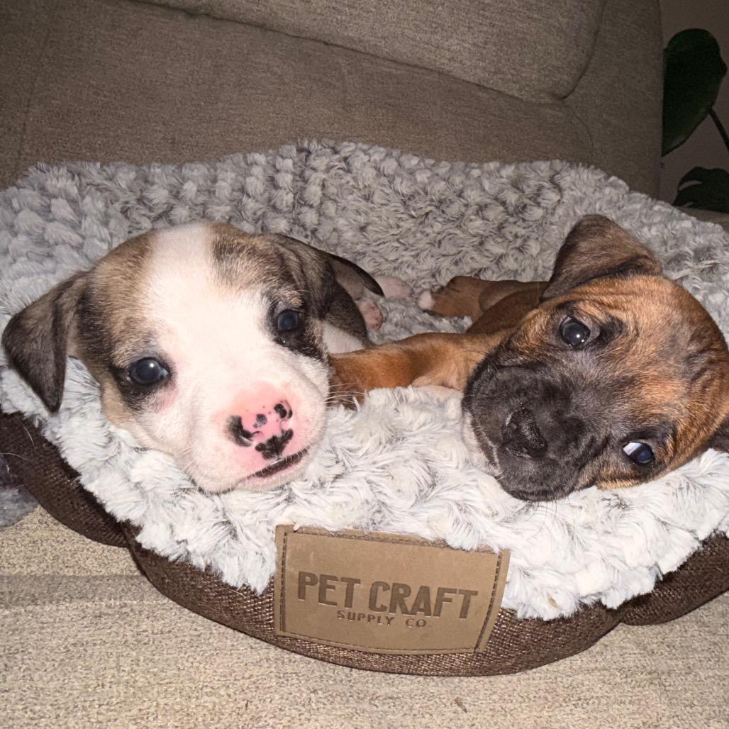 Enlarge S'mores (Sweet Treats Litter), a Adoptable Mixed Breed in Festus, MO image 2/6