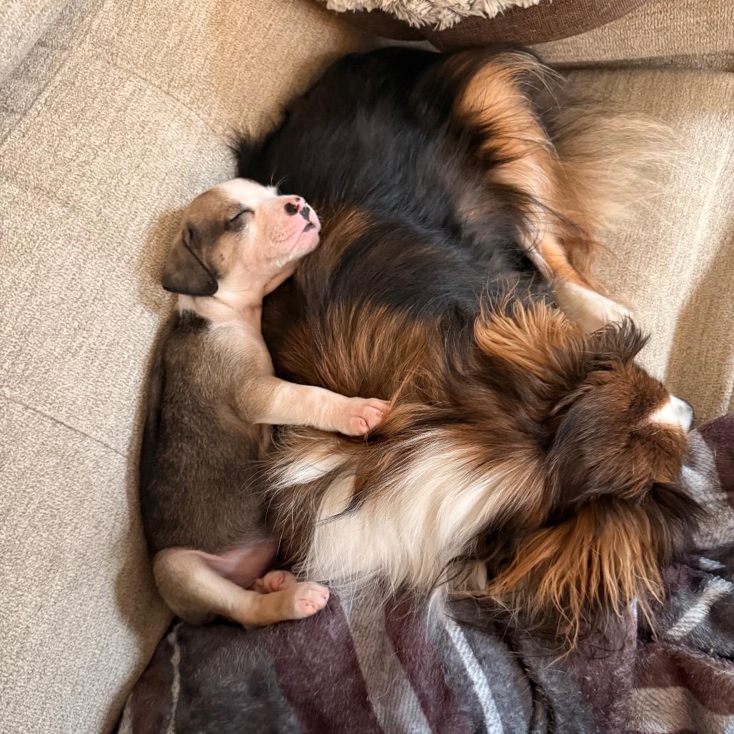 Enlarge S'mores (Sweet Treats Litter), a Adoptable Mixed Breed in Festus, MO image 3/6