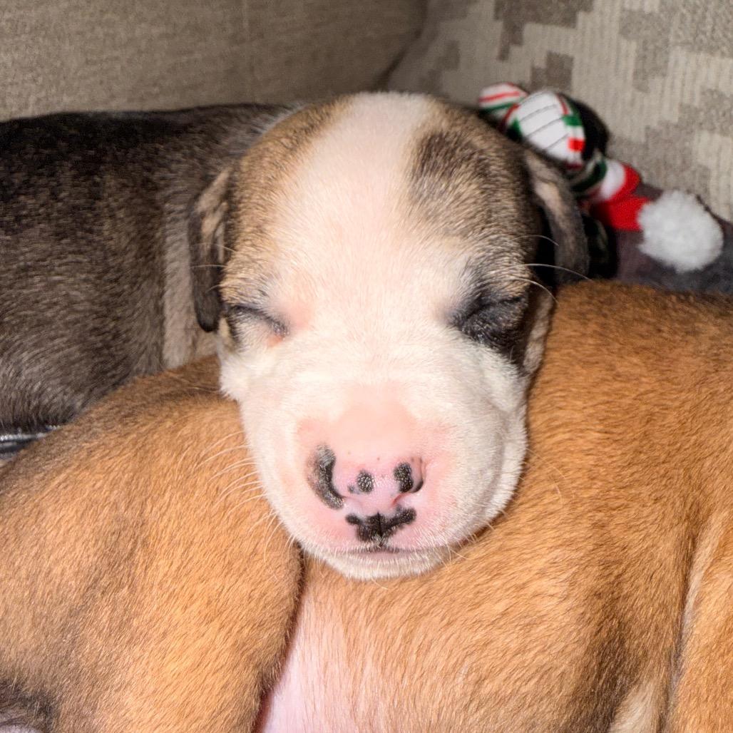 Enlarge S'mores (Sweet Treats Litter), a Adoptable Mixed Breed in Festus, MO image 4/6