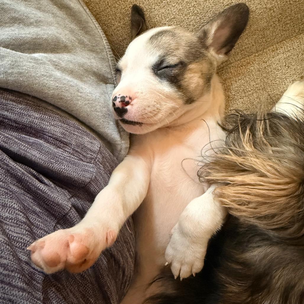 Enlarge S'mores (Sweet Treats Litter), a Adoptable Mixed Breed in Festus, MO image 5/6