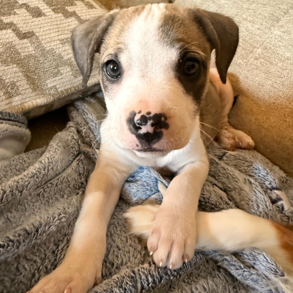 Enlarge S'mores (Sweet Treats Litter), a Adoptable Mixed Breed in Festus, MO image 6/6