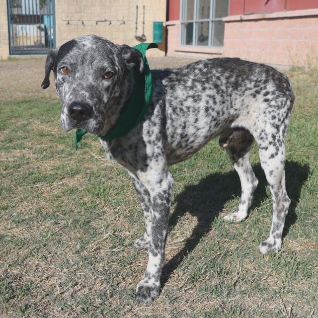 Enlarge Freckles, a Adoptable mixed breed in Hagerstown, MD image 1/1