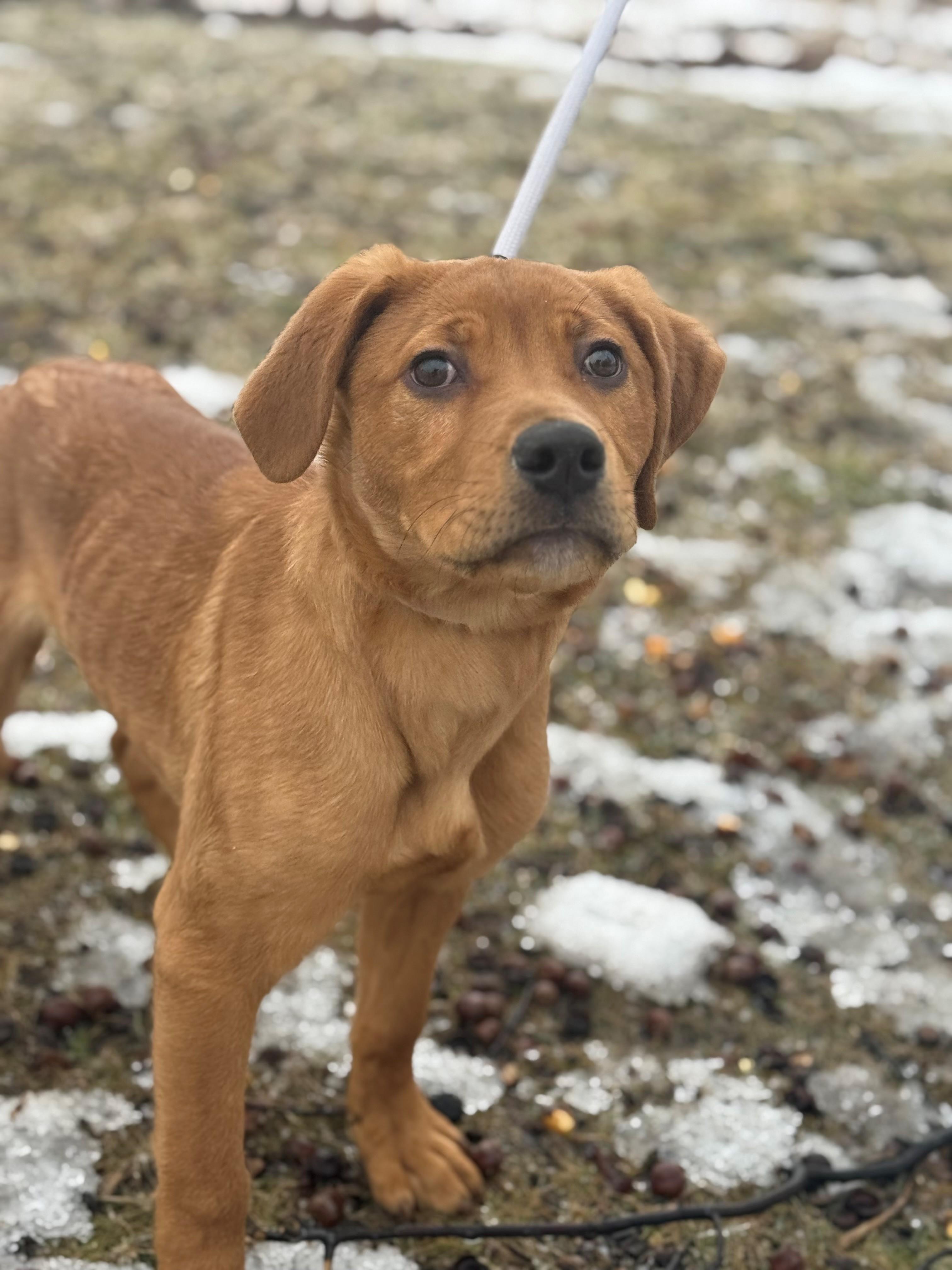 Enlarge Romeo, an adoptable mixed breed in Hamilton, ON image 2/6