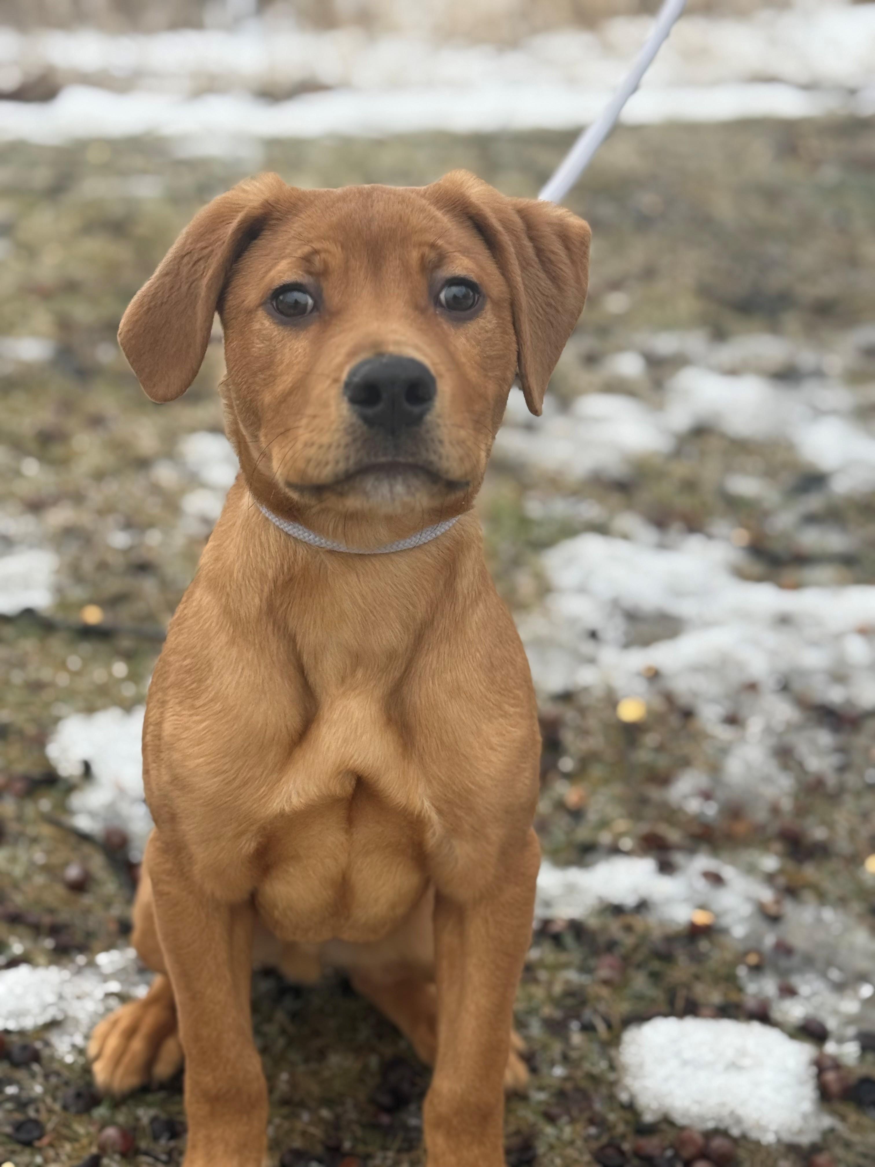 Enlarge Romeo, an adoptable mixed breed in Hamilton, ON image 3/6
