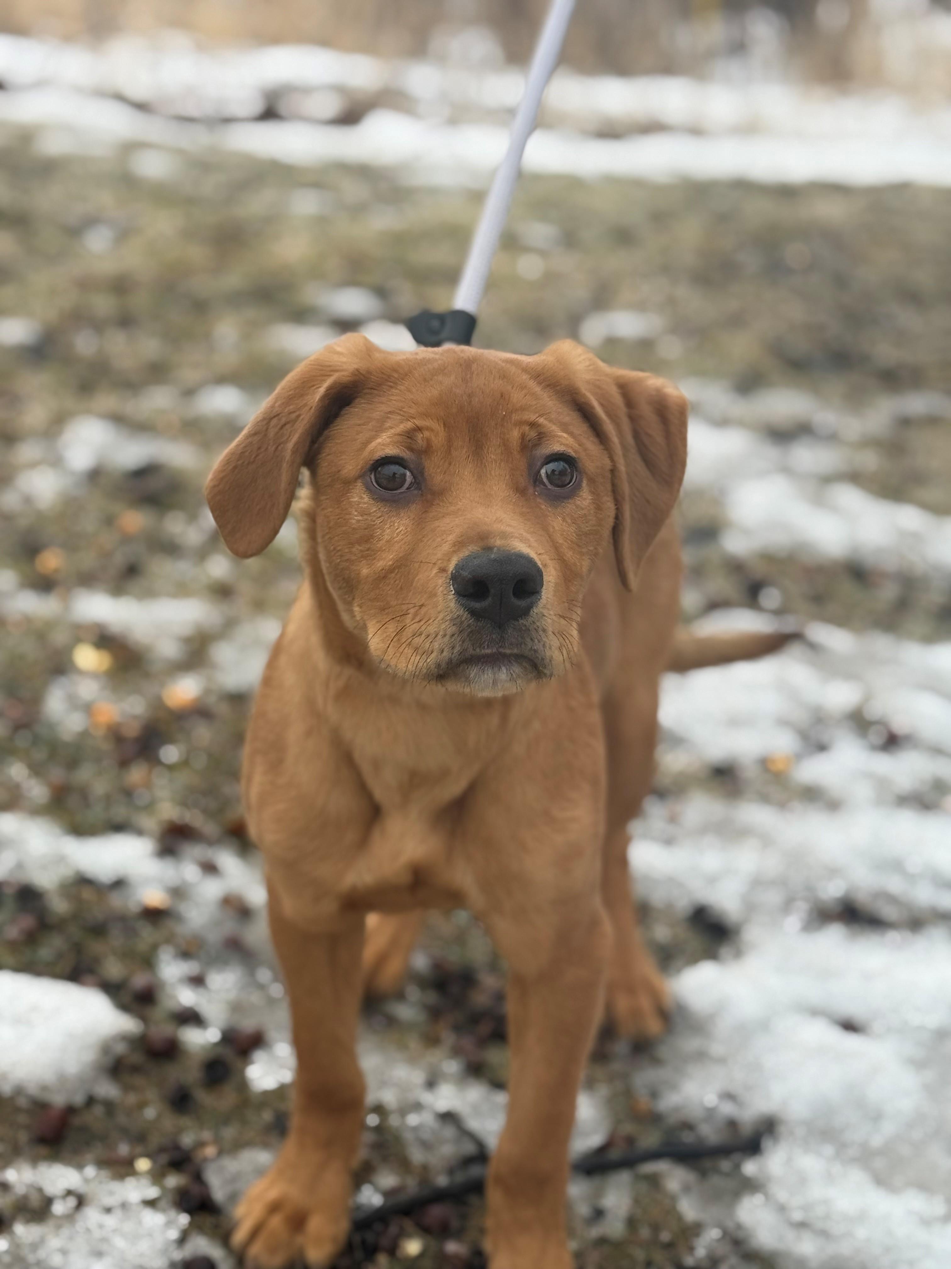 Romeo, adoptable, Puppy Male Labrador Retriever.