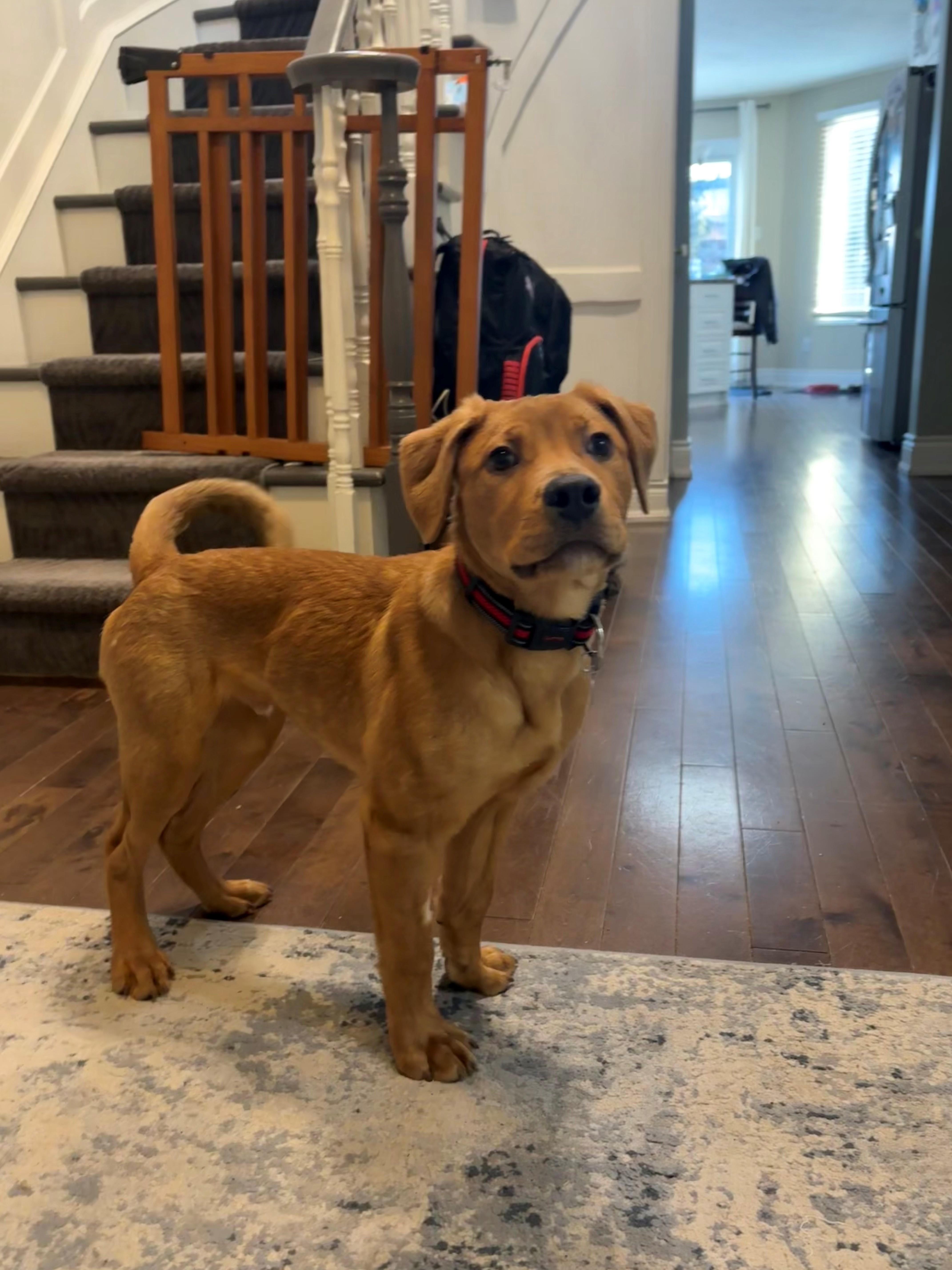 Enlarge Romeo, an adoptable mixed breed in Hamilton, ON image 5/6