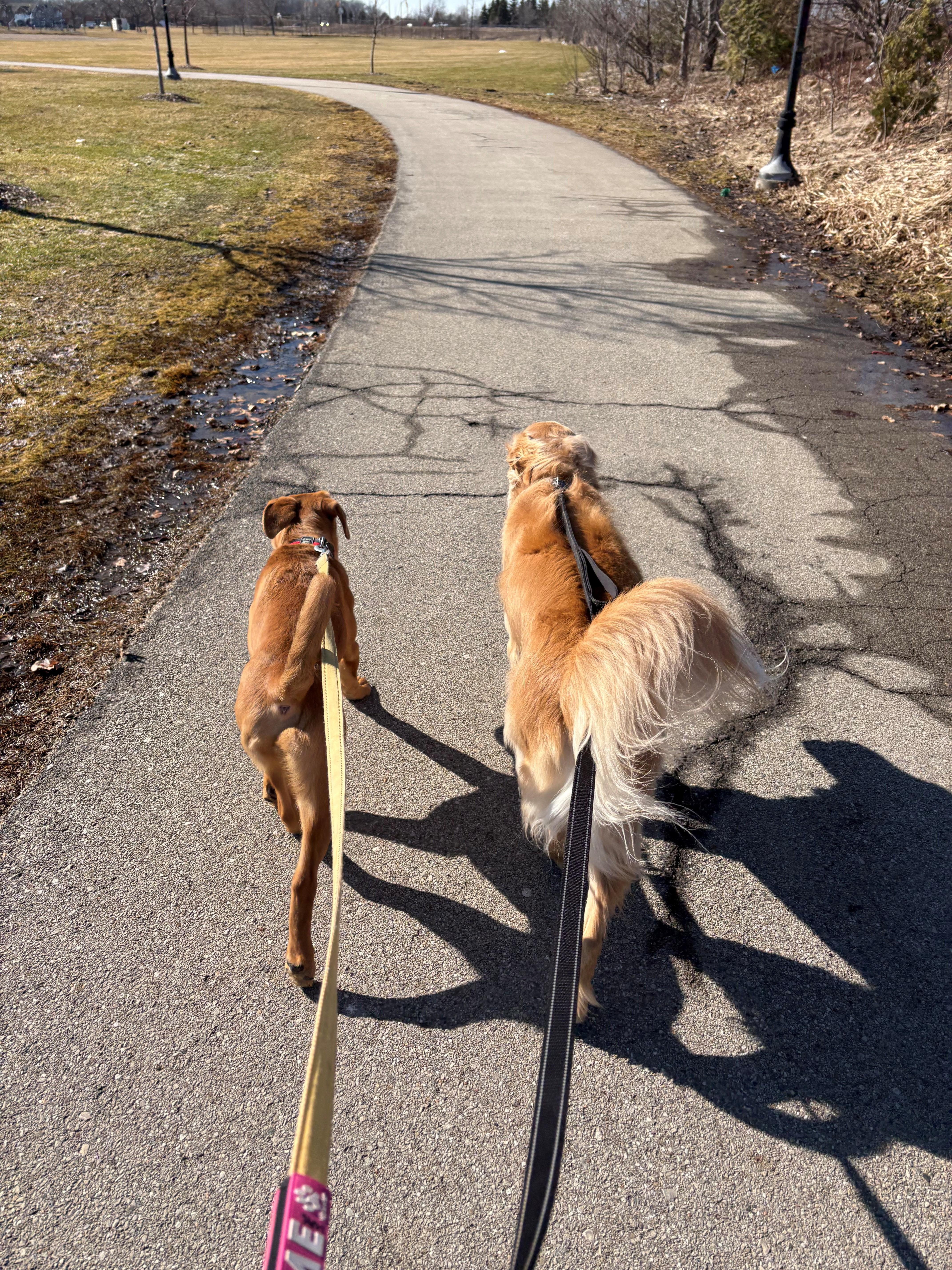 Enlarge Romeo, an adoptable mixed breed in Hamilton, ON image 6/6