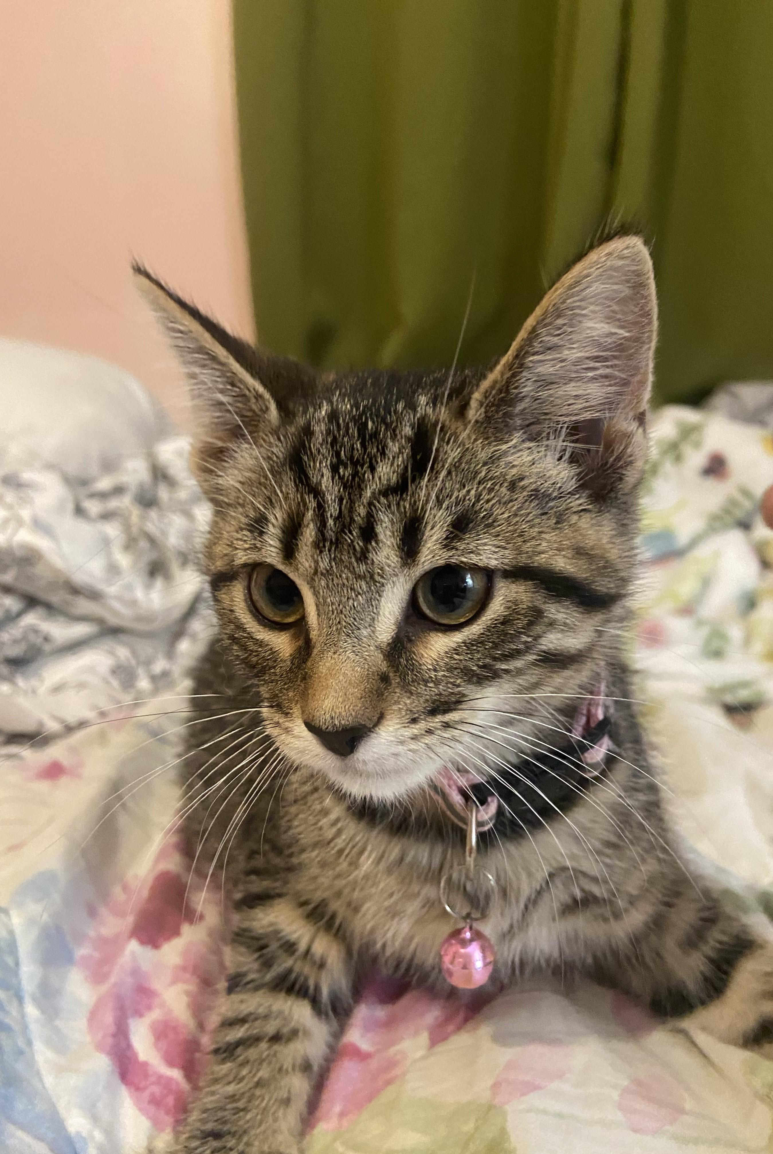 Enlarge Marilyn, a Adopted Domestic Short Hair in Toledo, OH image 1/1