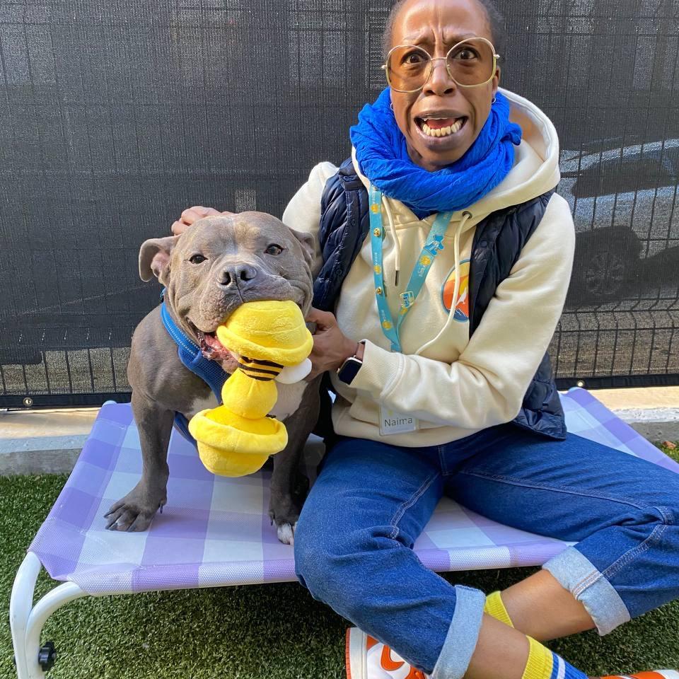 Cannoli, Adoptable, Adult Male Mixed Breed.