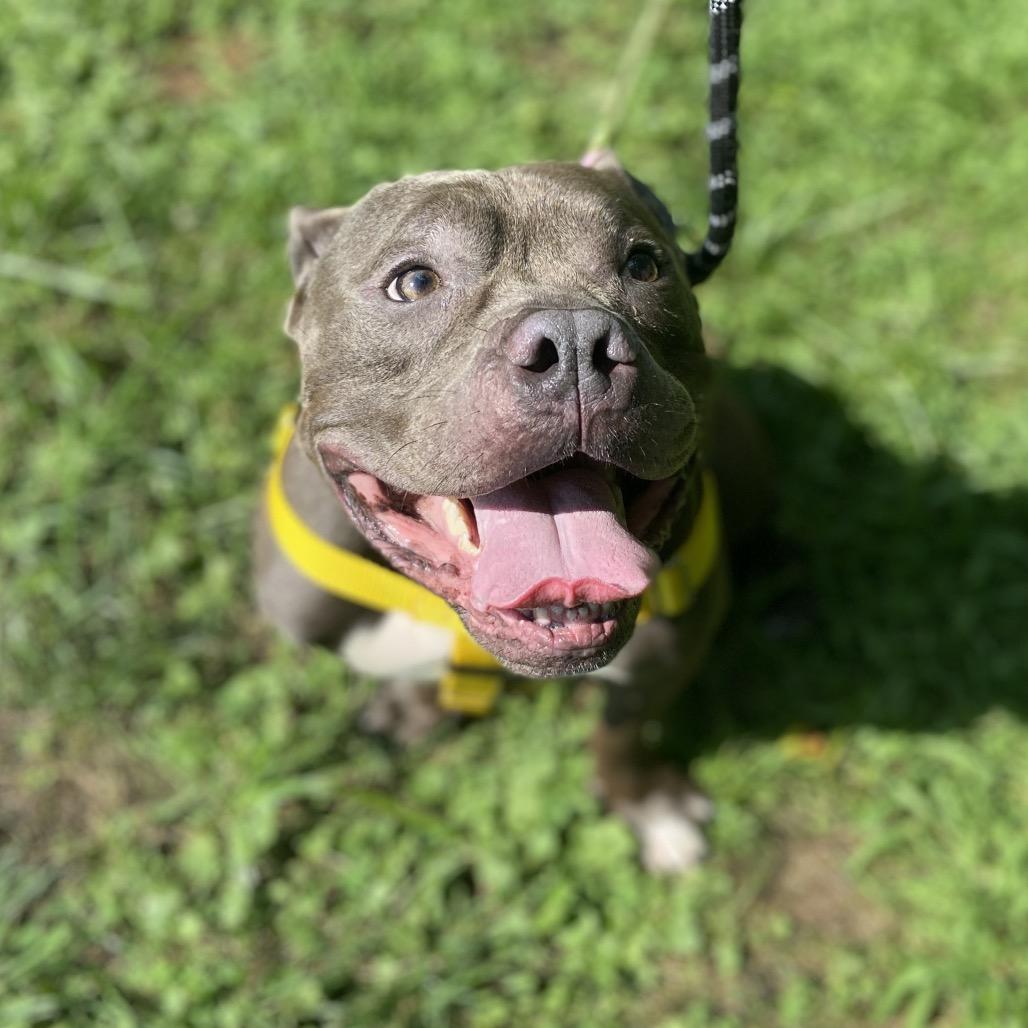 Enlarge Cannoli, a Adoptable Mixed Breed in New York, NY image 2/6