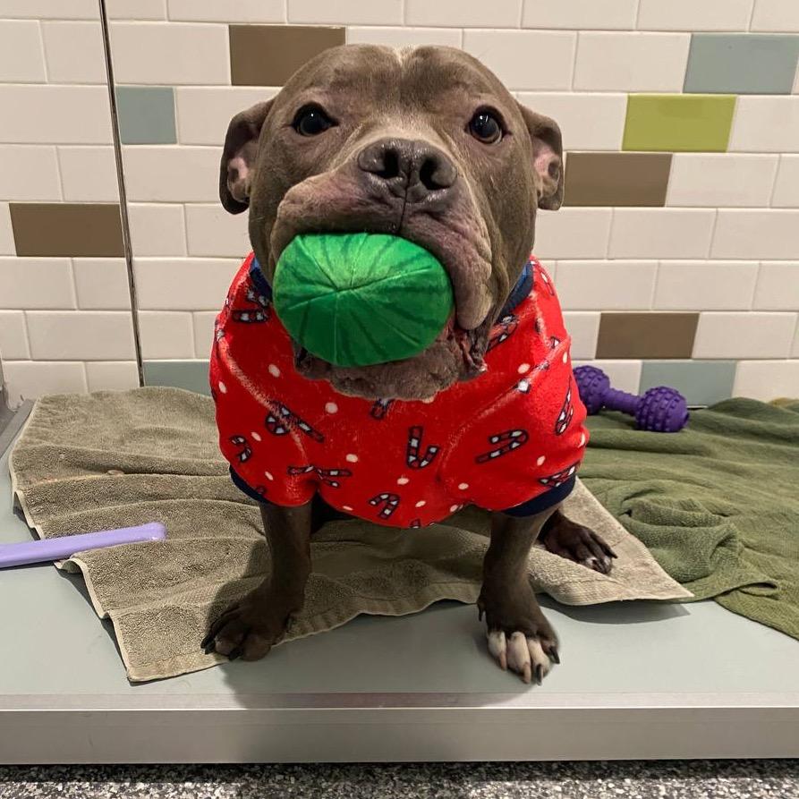 Enlarge Cannoli, a Adoptable Mixed Breed in New York, NY image 4/6