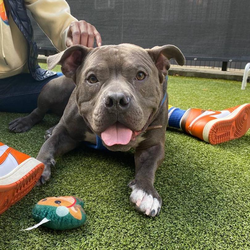 Enlarge Cannoli, a Adoptable Mixed Breed in New York, NY image 5/6