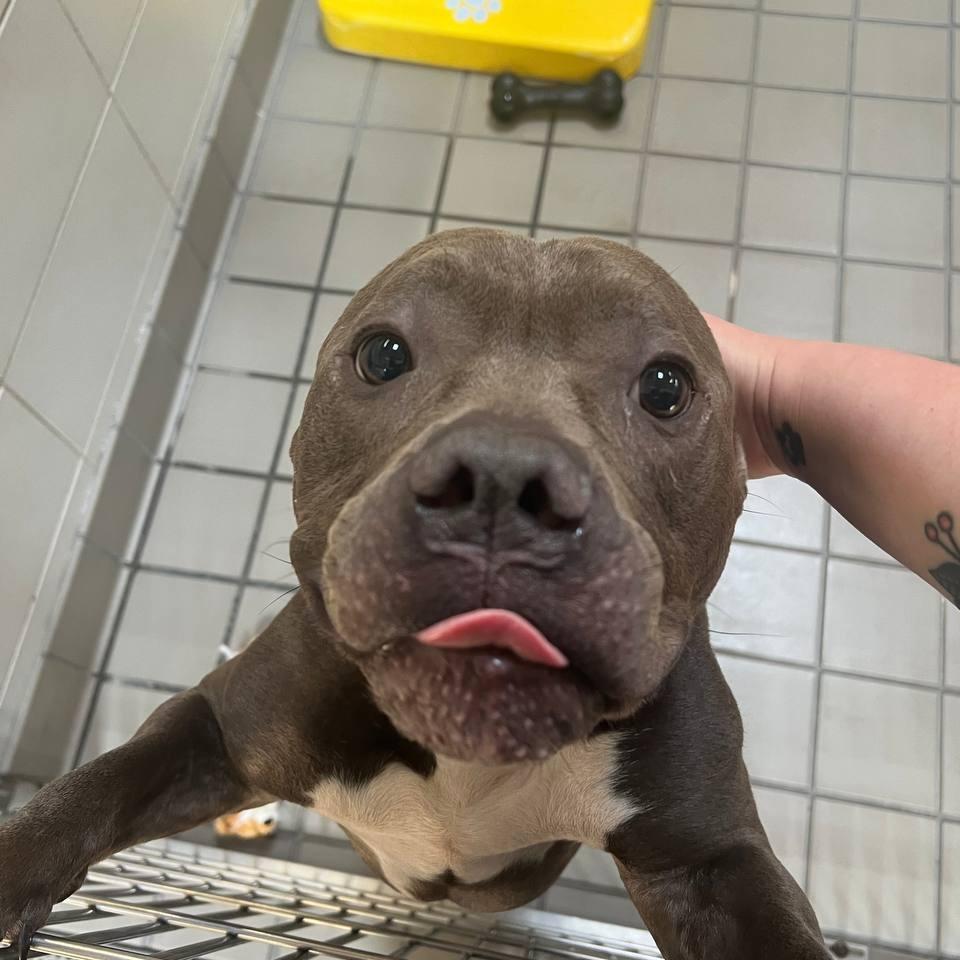 Enlarge Cannoli, a Adoptable Mixed Breed in New York, NY image 6/6