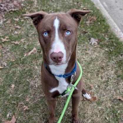 Koda, Adoptable, Young Male Husky.