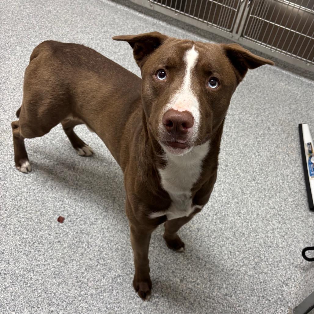 Enlarge Koda, a Adoptable Husky in Grand Rapids, MI image 2/2