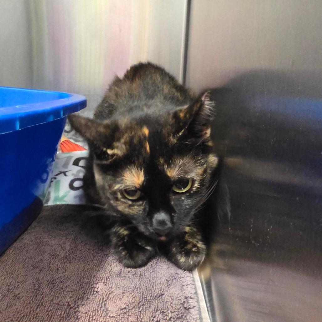 Enlarge Missy, a Adoptable Domestic Short Hair in Hinsdale, IL image 1/1