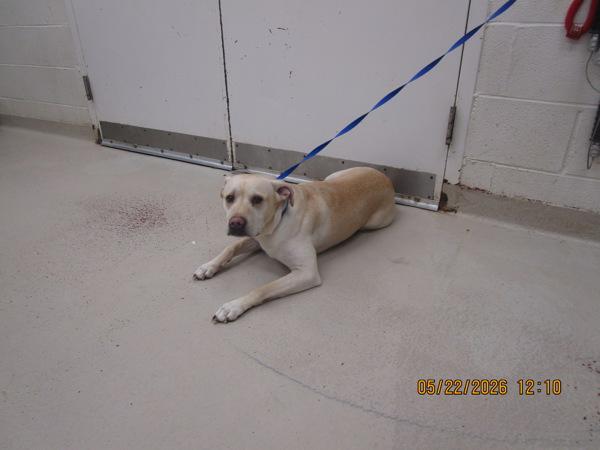 Doodle(831), Adoptable, Young Male Pit Bull Terrier & Labrador Retriever.