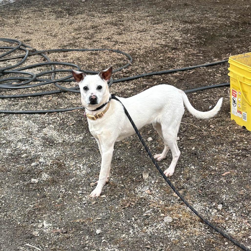 Princess Ray, Adoptable, Young Female Terrier & Chihuahua.