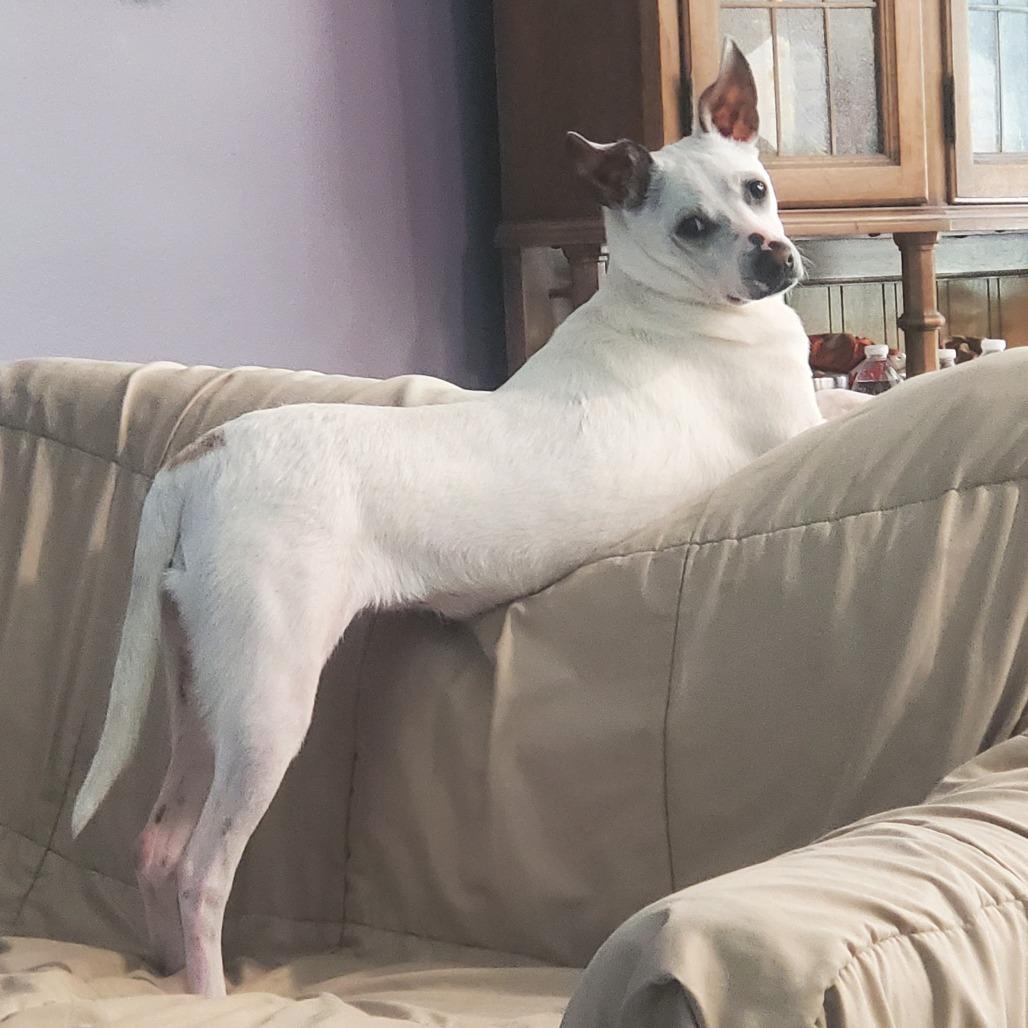 Enlarge Princess Ray, a Adoptable mixed breed in Rockville, MD image 2/6