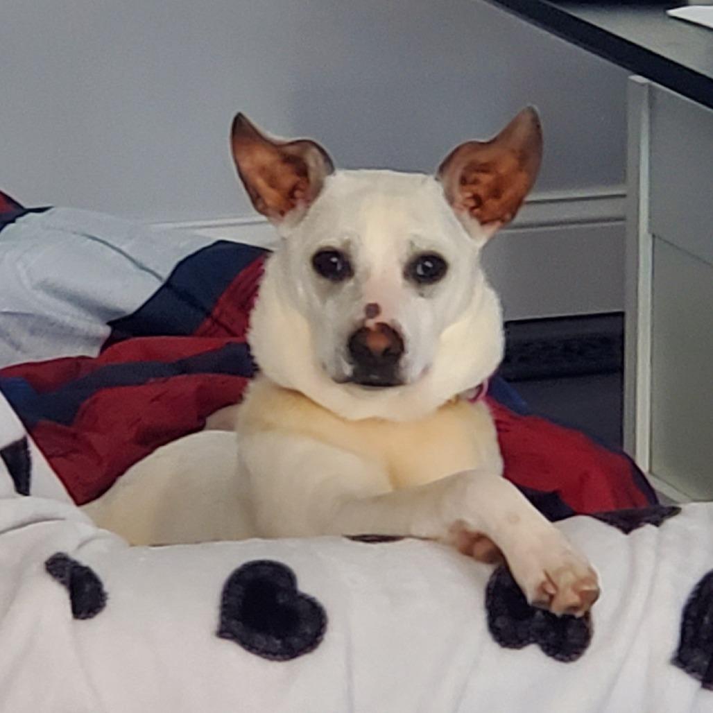 Enlarge Princess Ray, a Adoptable mixed breed in Rockville, MD image 4/6