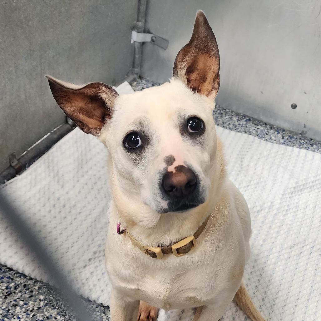 Enlarge Princess Ray, a Adoptable mixed breed in Rockville, MD image 5/6