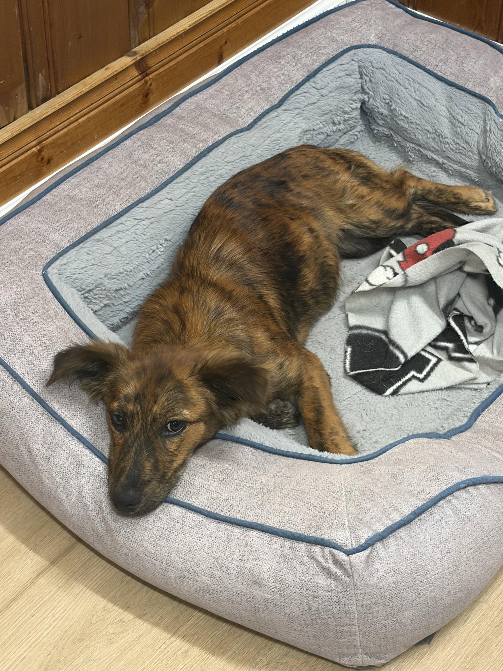 Jinx, Adoptable, Puppy Female Dachshund & Collie.