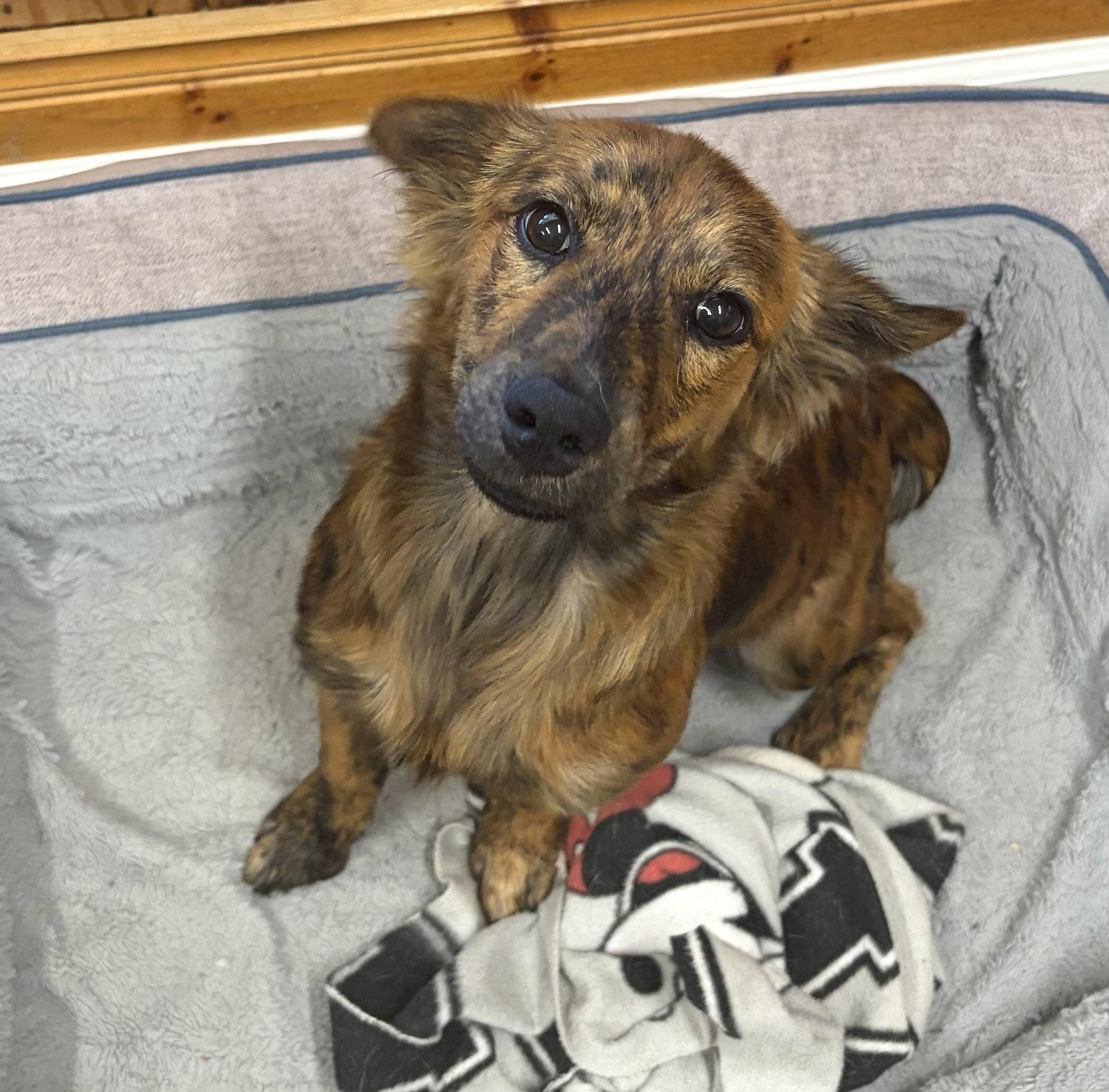 Enlarge Jinx, a Adoptable mixed breed in Raleigh, NC image 2/3
