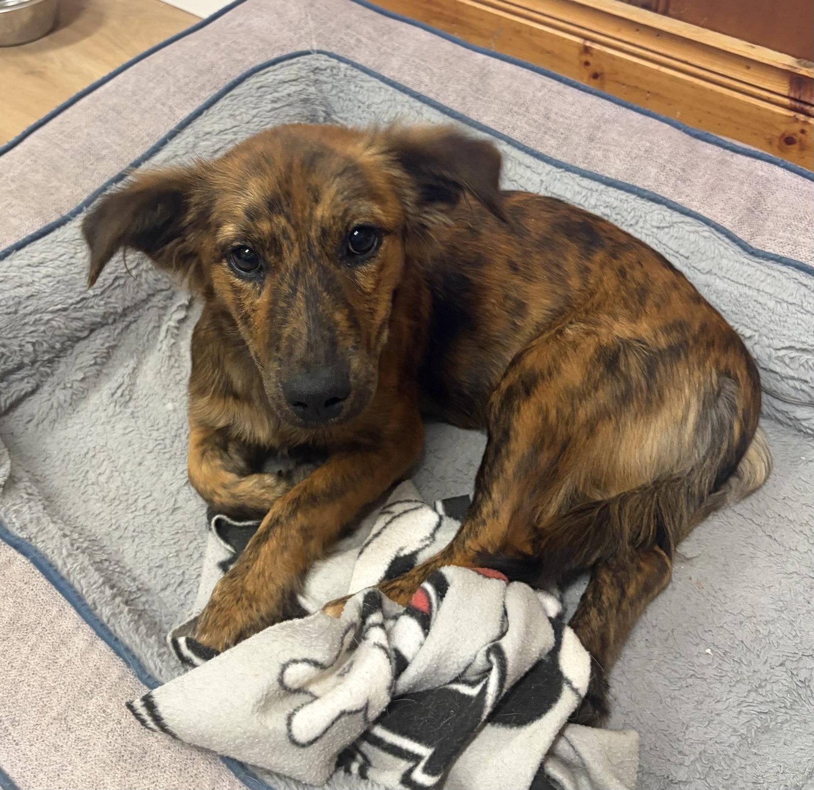 Enlarge Jinx, a Adoptable mixed breed in Raleigh, NC image 3/3