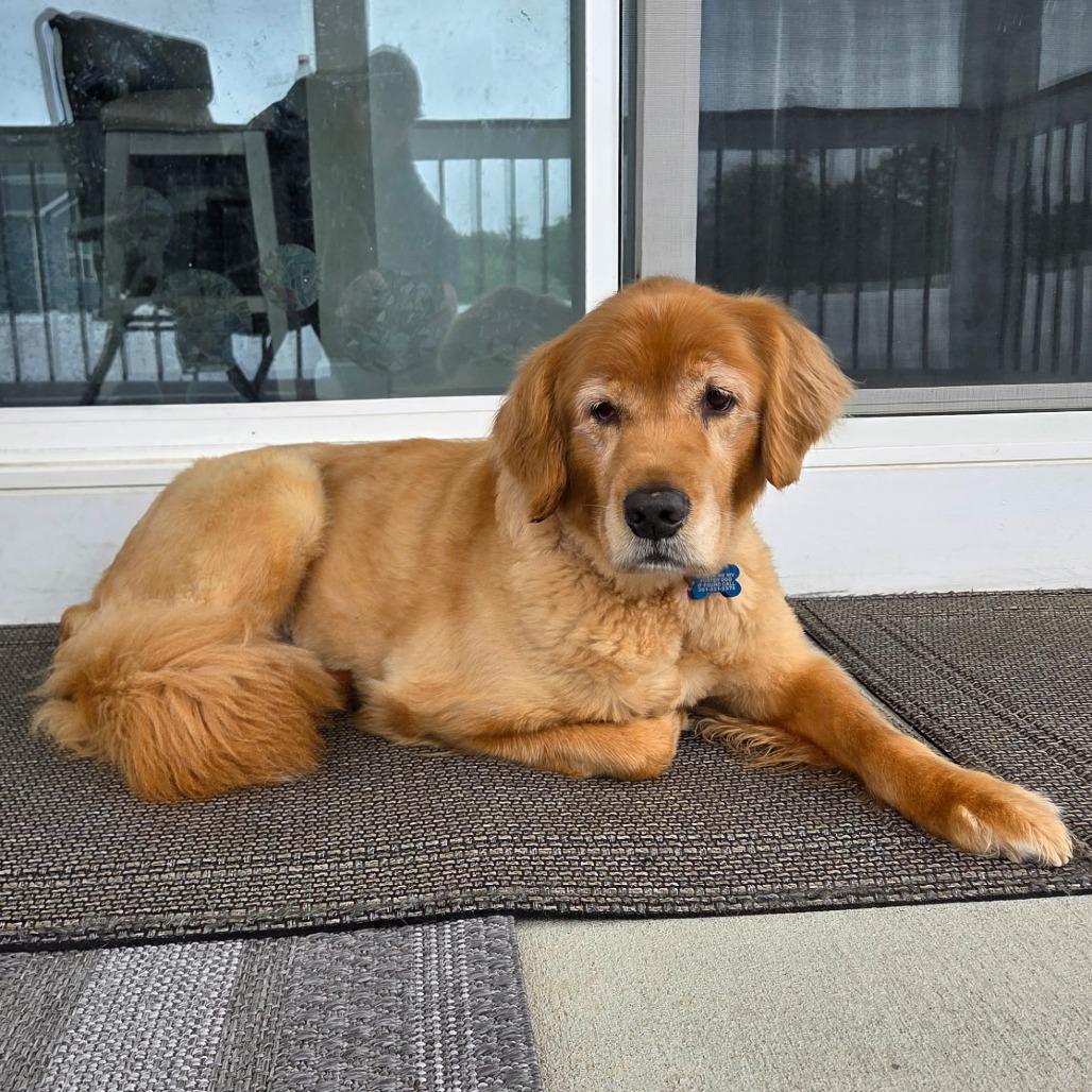 Lilly, Adoptable, Senior Female Golden Retriever.