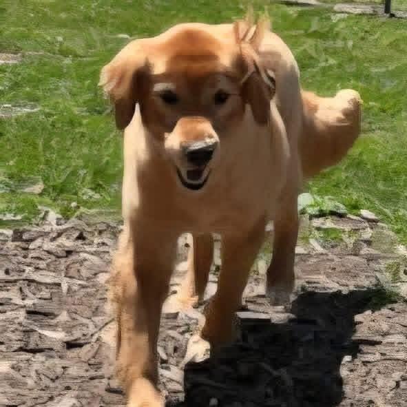 Enlarge Lilly, a Adoptable Golden Retriever in Martinsburg, WV image 2/3