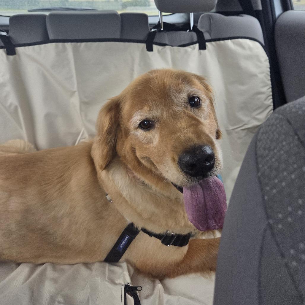 Enlarge Lilly, a Adoptable Golden Retriever in Martinsburg, WV image 3/3