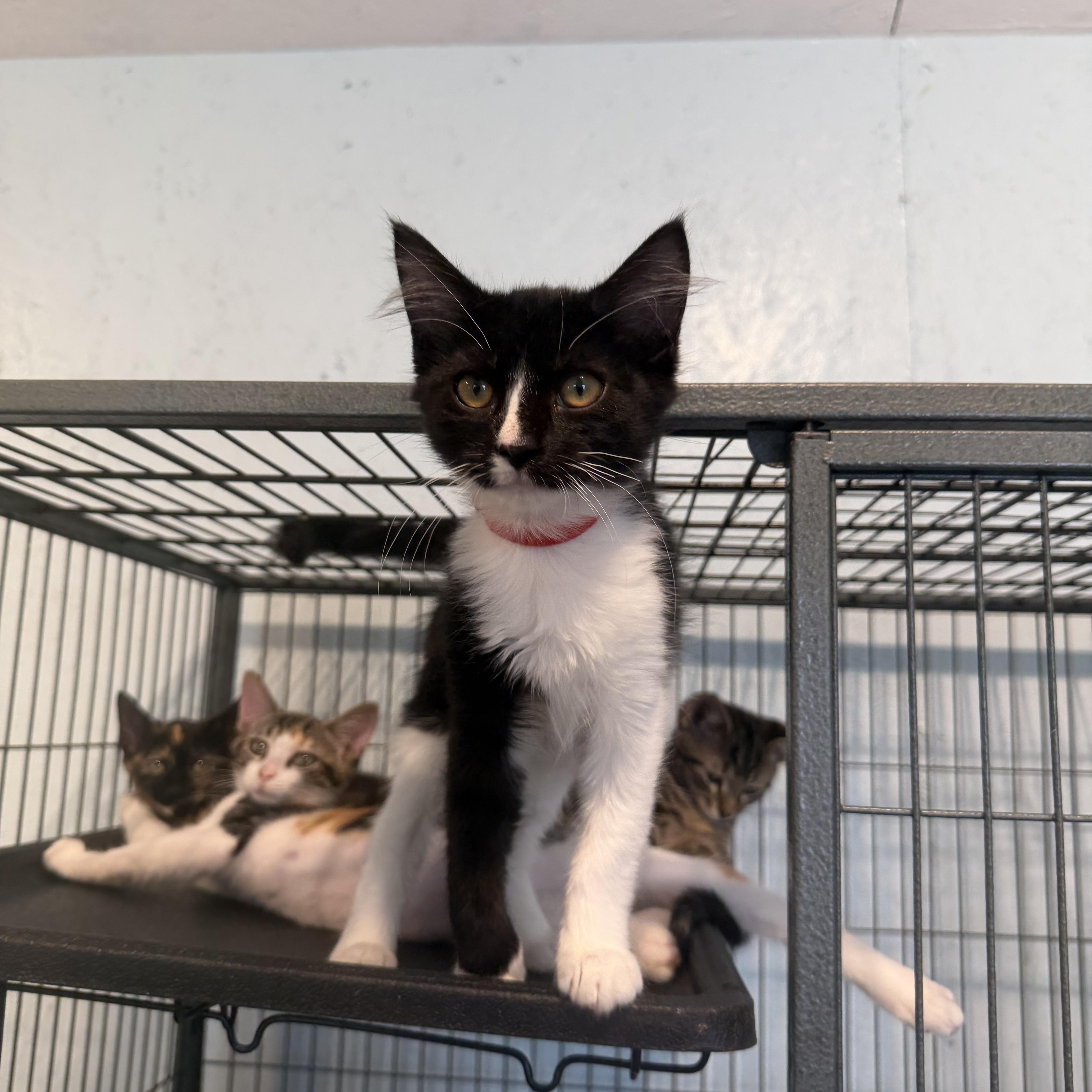 Enlarge Robin (BC), a ADOPTABLE Domestic Long Hair in Simpsonville, SC image 2/2