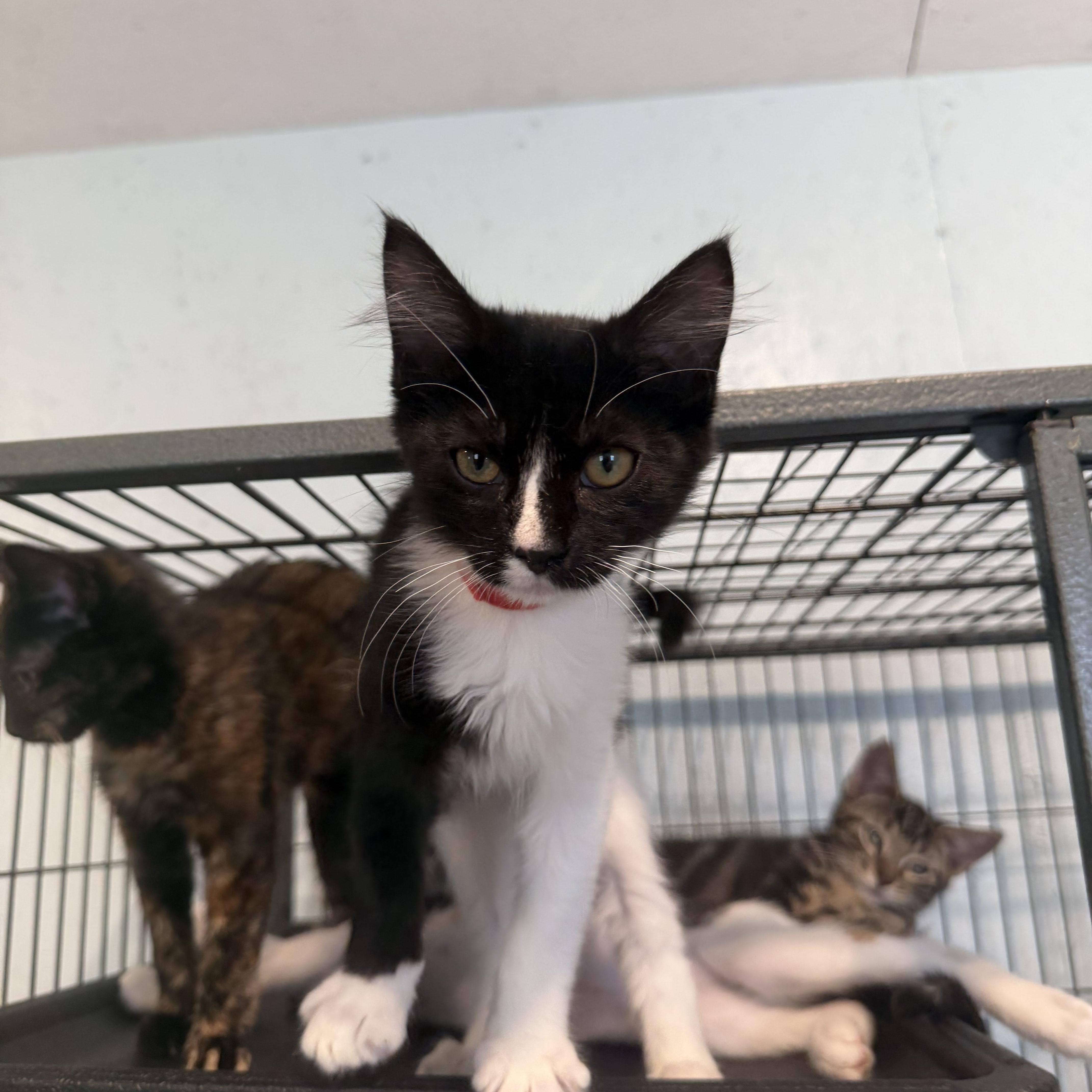 Robin (BC), ADOPTABLE, Kitten Male Domestic Long Hair.