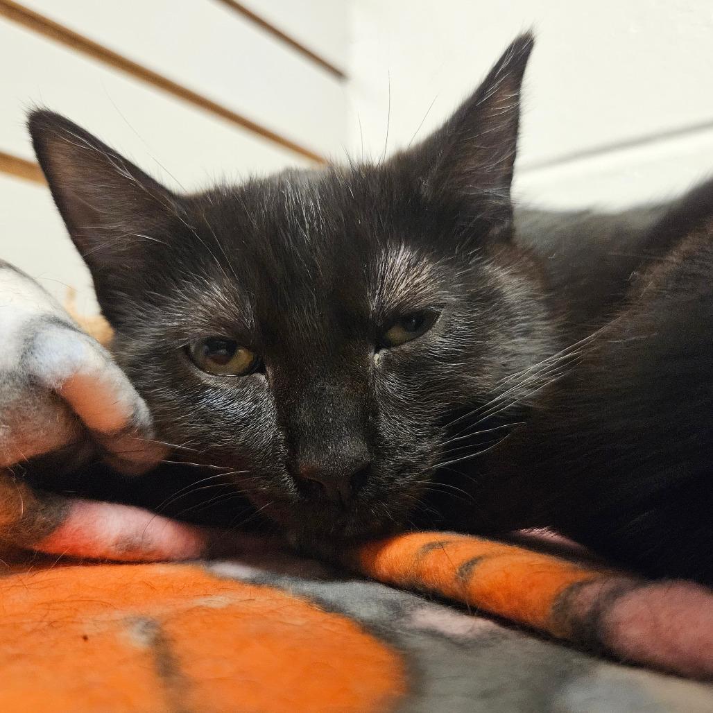 Olandria, Adoptable, Young Female Domestic Short Hair.