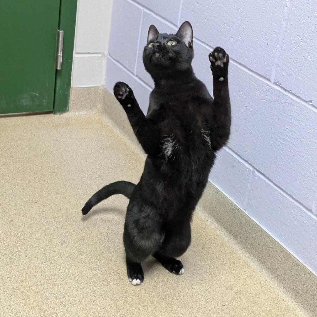 Enlarge Olandria, a Adoptable Domestic Short Hair in Brookfield, WI image 2/6