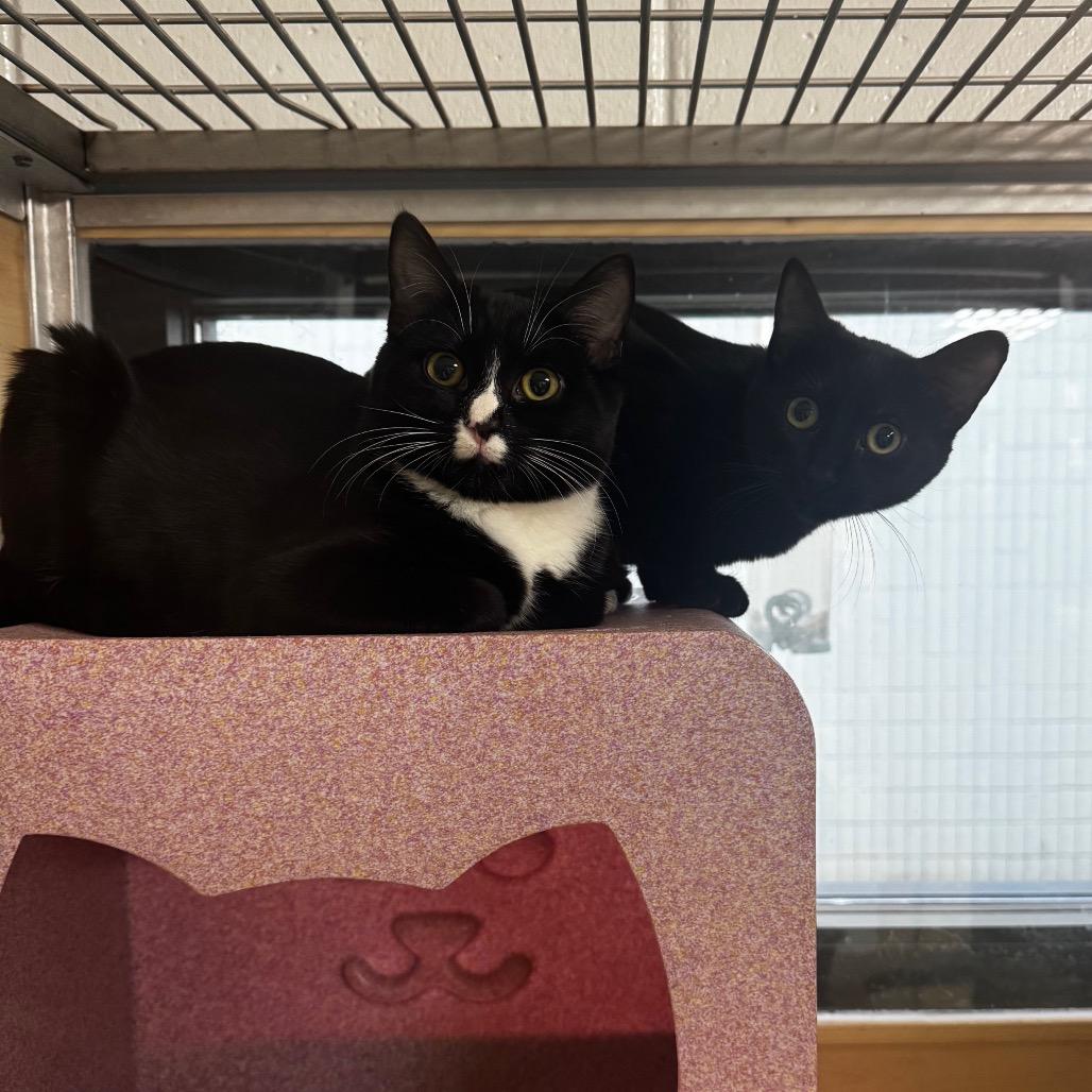 Enlarge Olandria, a Adoptable Domestic Short Hair in Brookfield, WI image 3/6