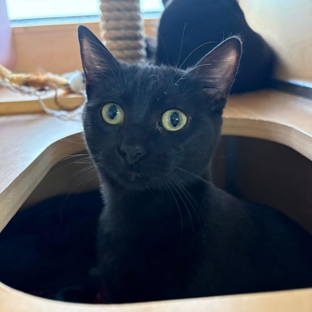 Enlarge Olandria, a Adoptable Domestic Short Hair in Brookfield, WI image 4/6