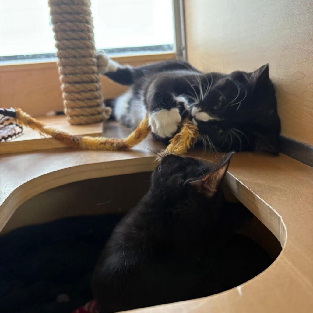 Enlarge Olandria, a Adoptable Domestic Short Hair in Brookfield, WI image 5/6