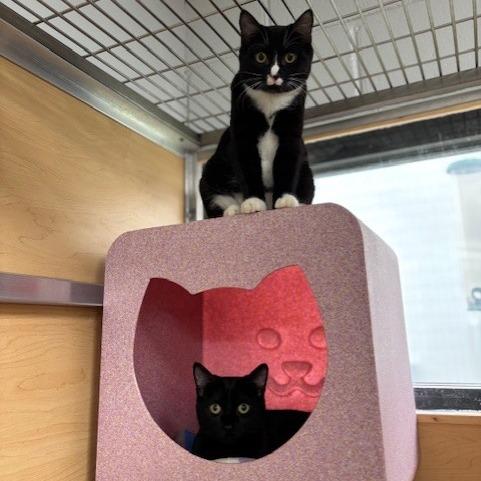 Enlarge Olandria, a Adoptable Domestic Short Hair in Brookfield, WI image 6/6