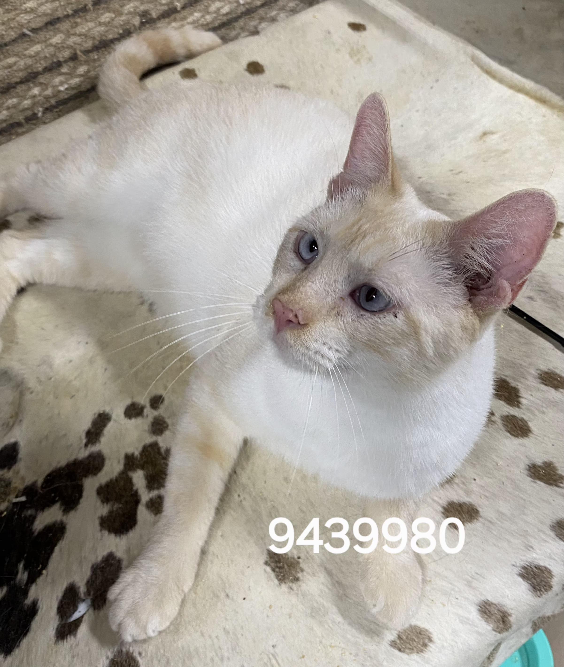 9439980, ADOPTABLE, Adult Male Siamese.