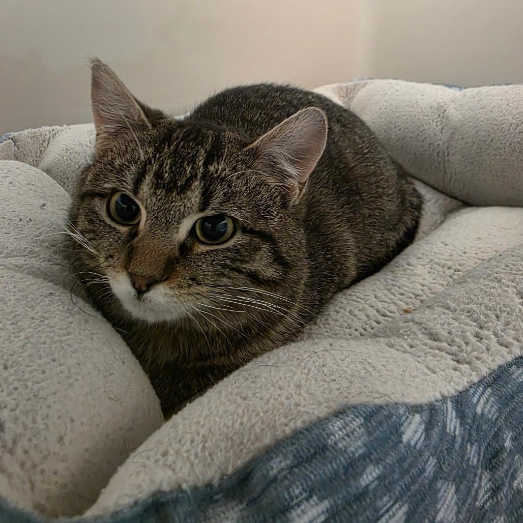 Bok Choy, a Adoptable Domestic Short Hair in Watertown, NY image 1/3